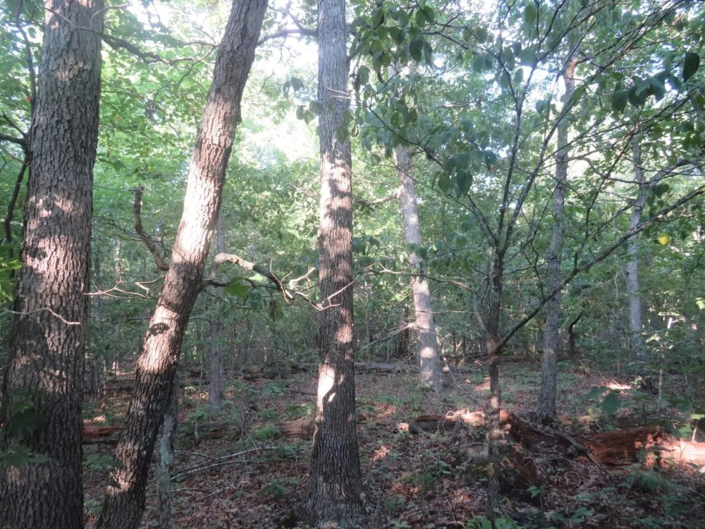 100 - Acres For Sale in Reynolds Co. featured image