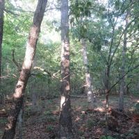 100 - Acres For Sale in Reynolds Co.