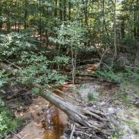 Small Hunting Property Near Caston Creek WMA images 5
