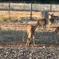 329 wooded acres in Mills County