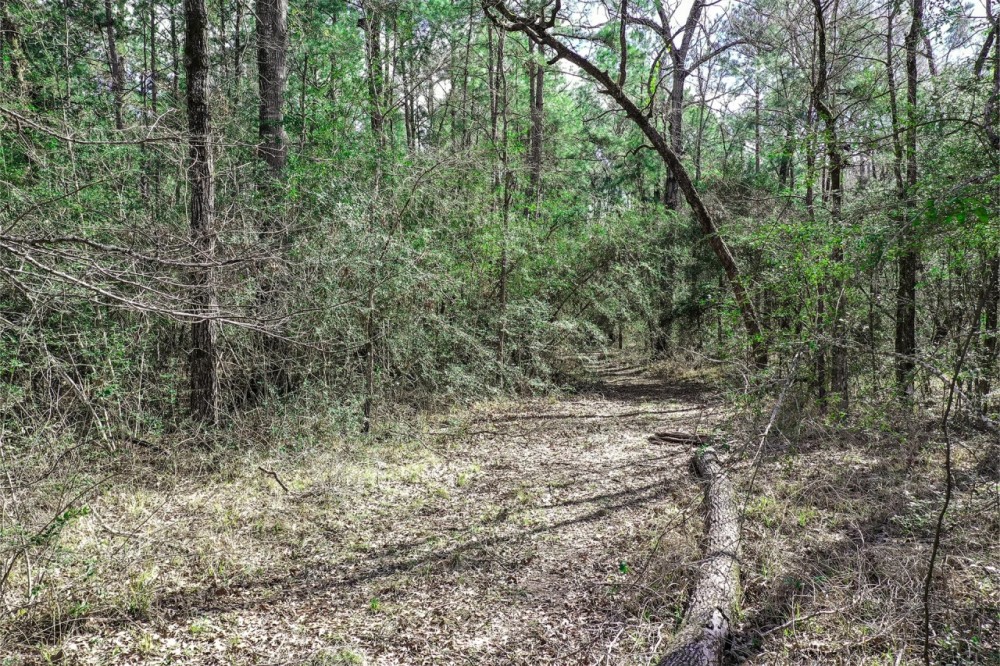 20 Acre FM 980 Huntsville TX featured image