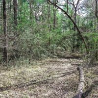20 Acre FM 980 Huntsville TX