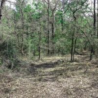 20 Acre FM 980 Huntsville TX images 2
