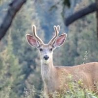 Sowards Chavez Creek at Chama images 3