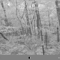 210 Acre Deer Buffet in Pike County, Ohio