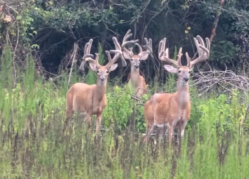 Turn Key Whitetail Hunting Preserve in Macon County featured image