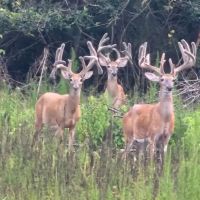 Turn Key Whitetail Hunting Preserve in Macon County