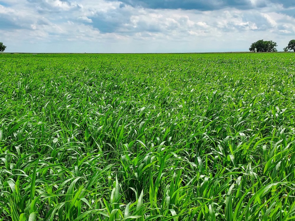 303.4 Acre Farm Near Cheraw CO For Sale featured image