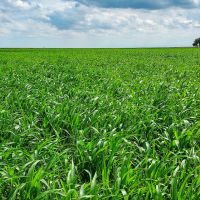 303.4 Acre Farm Near Cheraw CO For Sale