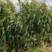 303.4 Acre Farm Near Cheraw CO For Sale images 5