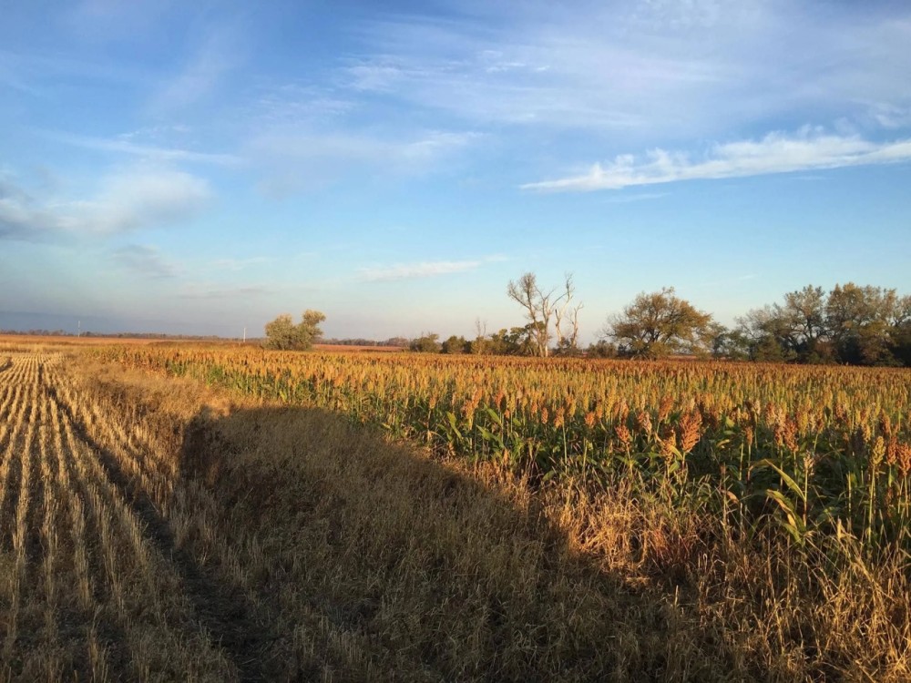Spink County Rooster Rush featured image