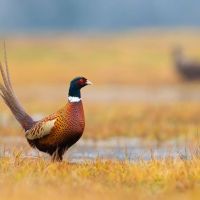 Spink County Rooster Rush images 2