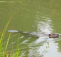2,000 acres Chena Lake bear hunting land in Cold Bay, Ak images 3