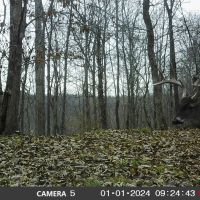 48 Acres with a Home in Wayne County TN images 2