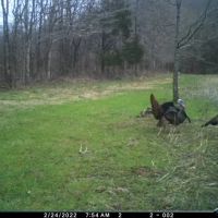48 Acres with a Home in Wayne County TN images 5