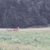800 acres wooded and open land
