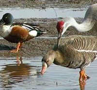 Creamer’s Field  2,200 acres waterfowl hunting land in Fairbanks North, AK images 2