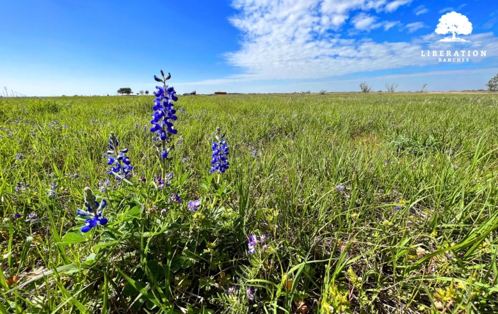 El Campo Tract 5 17 Acres Only 15K Down featured image