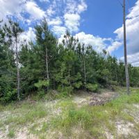 LA - Jackson Ouachita 40 acres - images 4