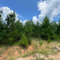 LA - Jackson Ouachita 40 acres - images 5