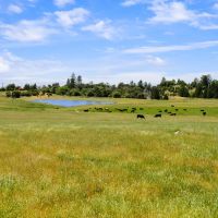 Oak Ridge Stock Farm images 5