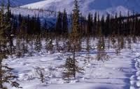8,472,506-acres Gates of Arctic Park, bear hunting land in Bettles, AK images 6