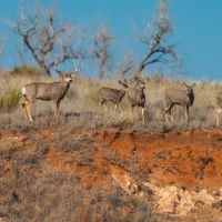 South Division MV2 Ranch images 2