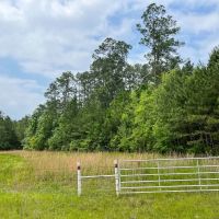 47 Acres Elise Gore Lane C-5 Silsbee Stake images 5