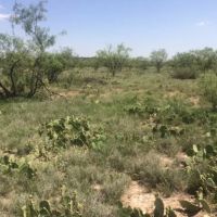 West Texas Land for Sale in Irion County images 5