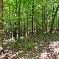 20 Acres located images 2