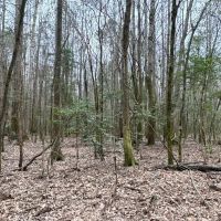 Lamar County Properties 125 Acres images 2