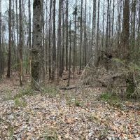 Lamar County Properties 125 Acres images 3