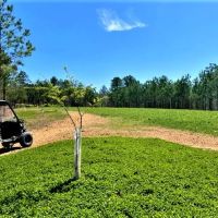 Patrey Branch Hunting Land images 2