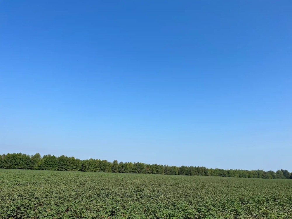 37.4 Acres in Quitman County MS featured image