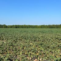37.4 Acres in Quitman County MS images 2