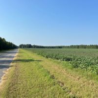 37.4 Acres in Quitman County MS images 4