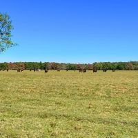 Anahuac Tract 9 12 Acres Only 15K Down images 3