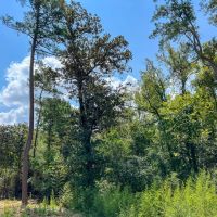 26 Acres T-1 Highway 87 Property images 2
