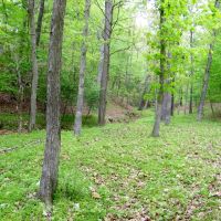 107 Acres of Seclusion to Hunt Graze or Build your Home images 5