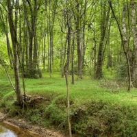 - 19.05 Acres Tract 2 Sitton Hill Road Easley SC