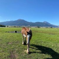 Paradise Valley Farm images 4