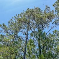 56 Acres CR 364 T-2 images 5