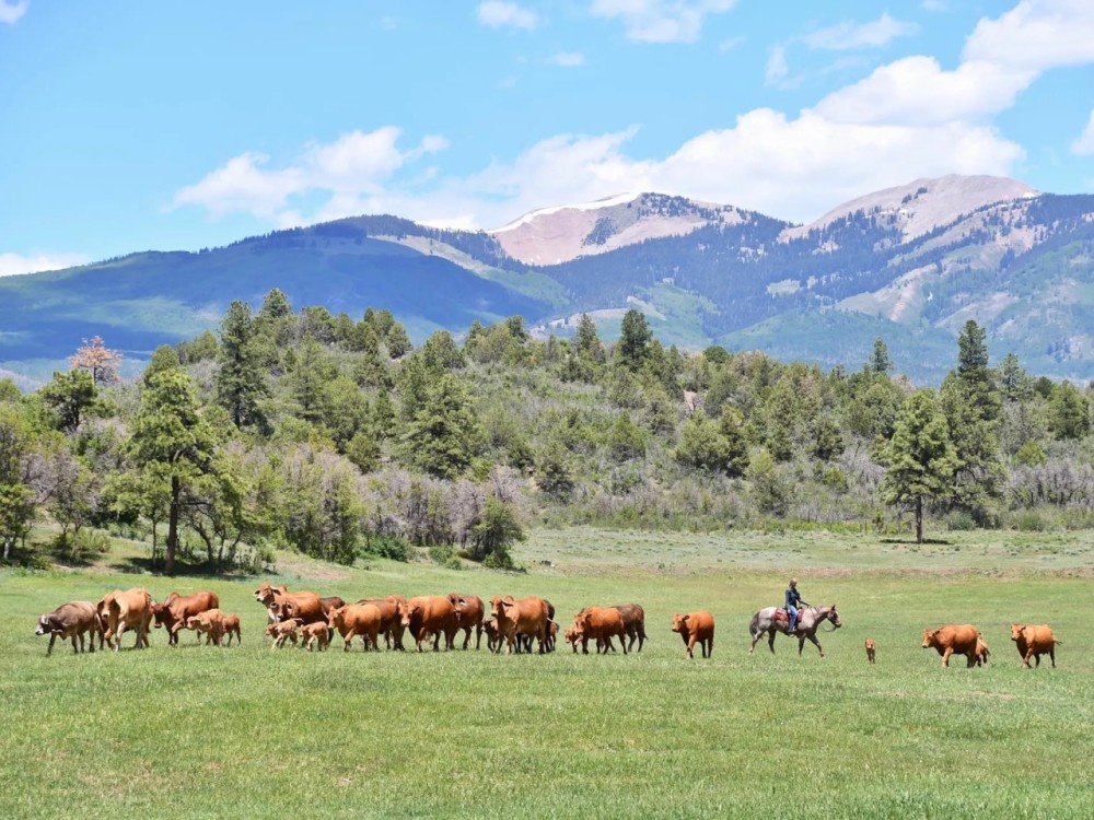 North Star Ranch Colorado featured image