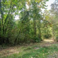 McClainsville Rd - 84 Acres - Belmont County images 4
