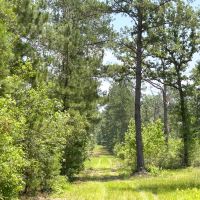 30 Acres Grimes Cemetery Road images 3