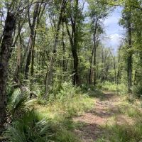 Quick Draw 175 Rapides Parish 175 Acres - images 2