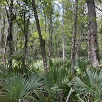 Quick Draw 175 Rapides Parish 175 Acres - images 4