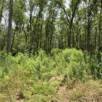 Quick Draw 175 Rapides Parish 175 Acres - images 5