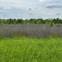 LA - Richland 155 Acres - images 4