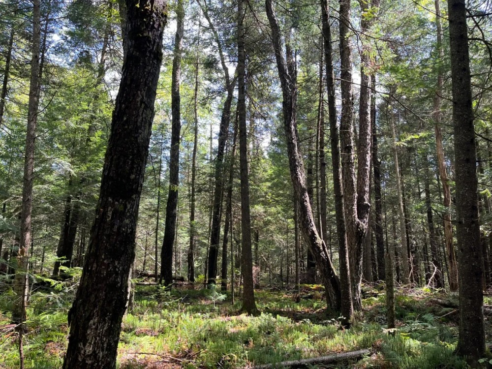 57 acre Hunting Land Next to State Land Diana NY featured image